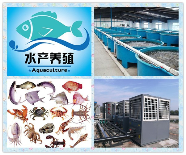 亿家人空气源热泵在工厂化水产养殖系统中的运用